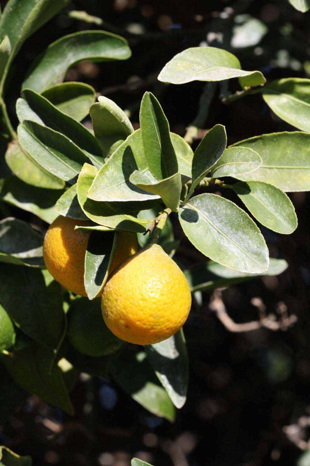              Sun leaves (Riverside, CA)       